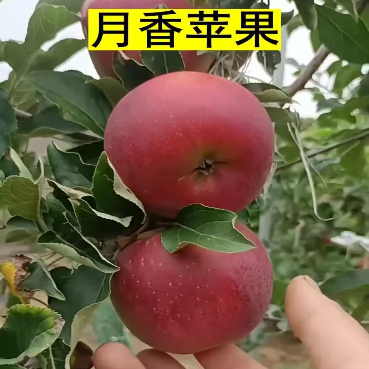 月香苹果树苗嫁接脱毒抗寒耐旱耐涝基地直发庭院地栽盆栽脆甜多汁