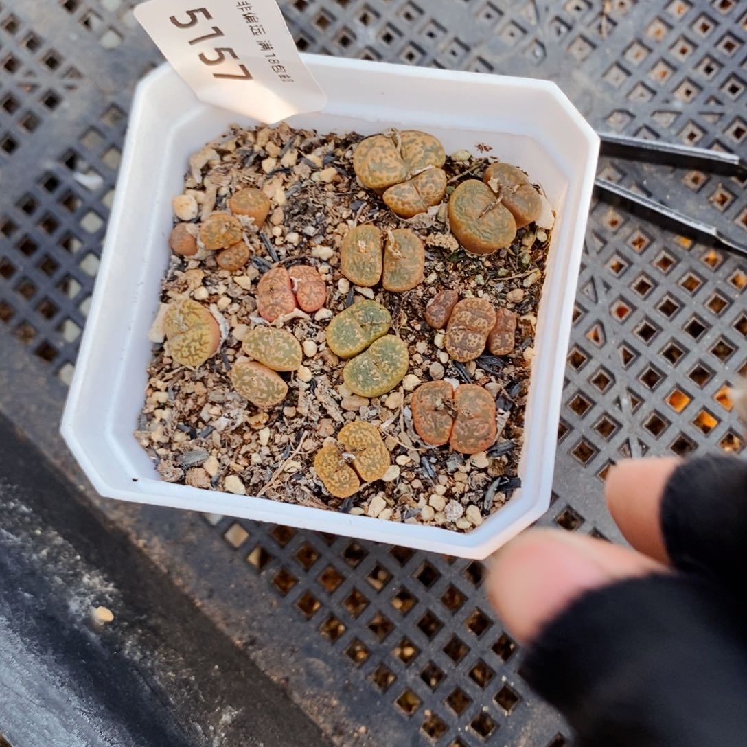 5157--一物一拍 带盆