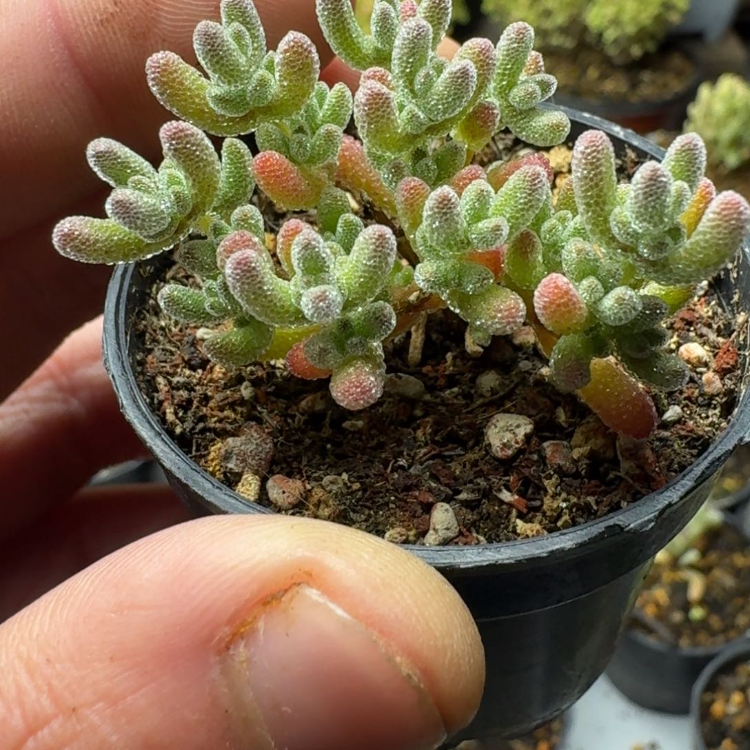 冰晶优选 多肉植物