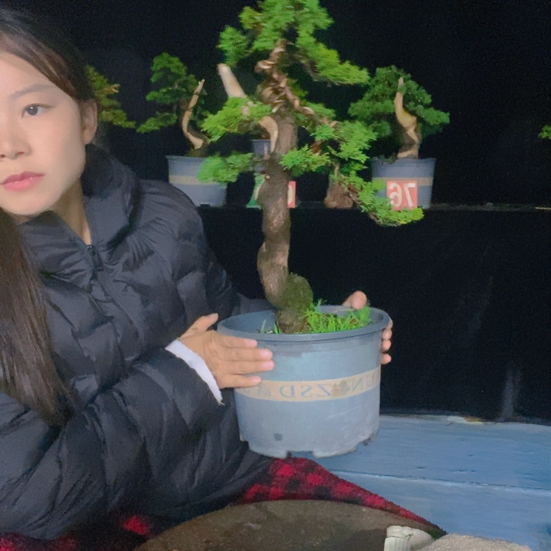 无花朵真柏盆景造型