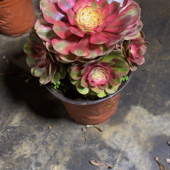 瑞妈，，，。。。264。荔枝