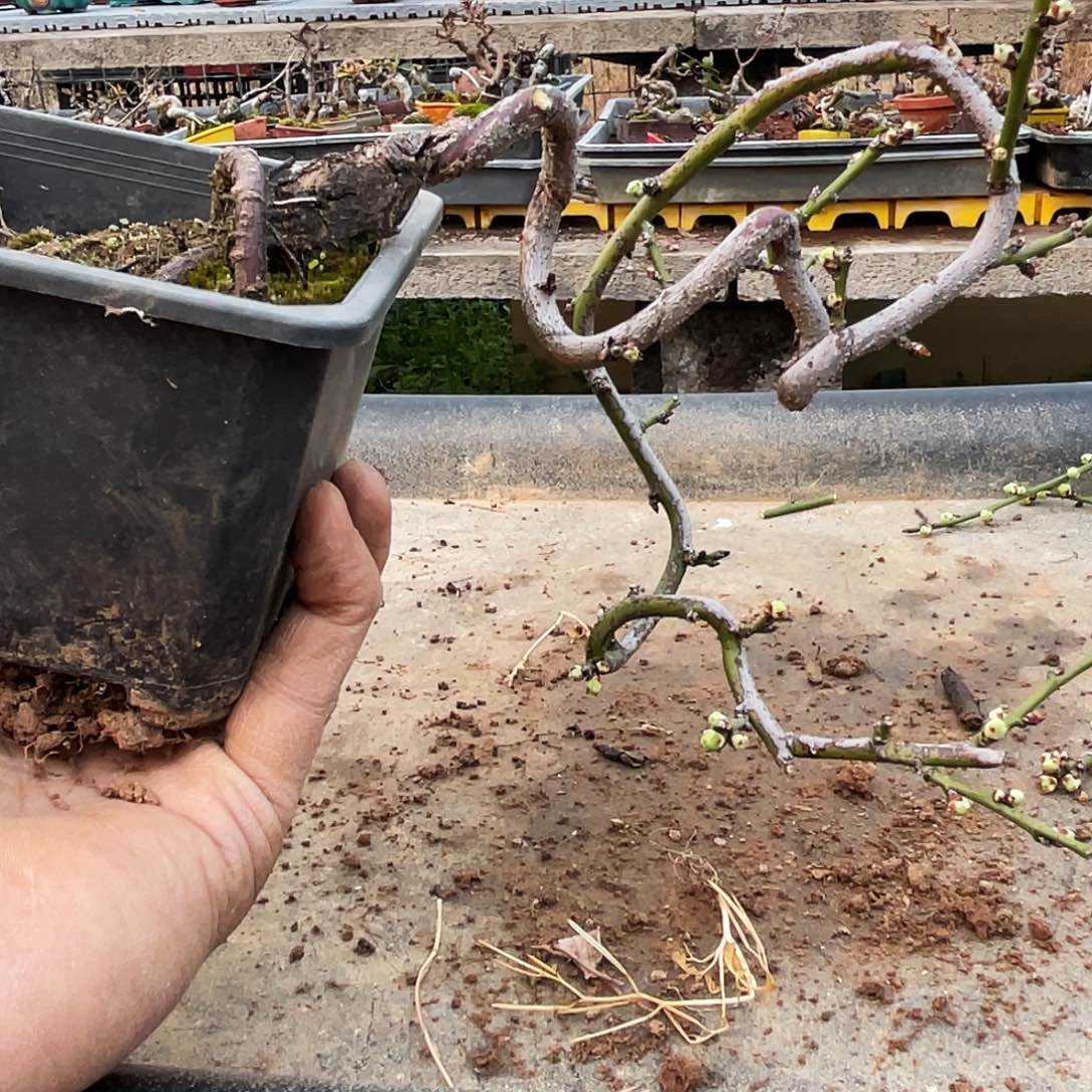 无***鸟无花朵梅花花开富贵吉祥