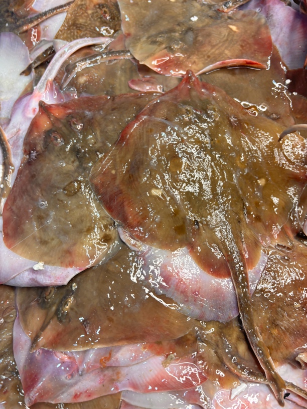 大连老板鱼全身软骨新鲜美味零食顺丰批发包邮鸦片鱼