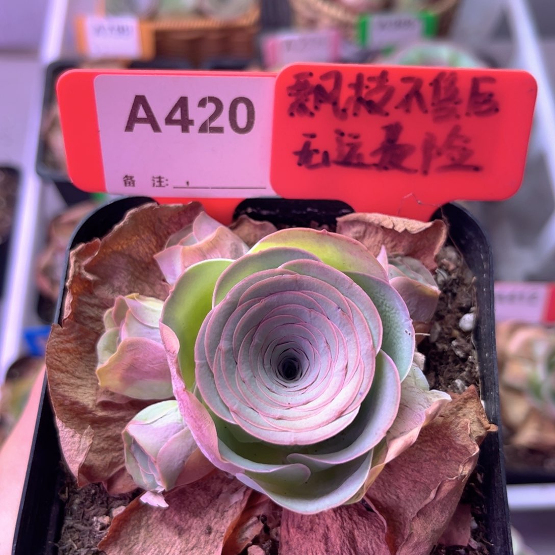 雪霁玫瑰群一物一拍A420 裸根发