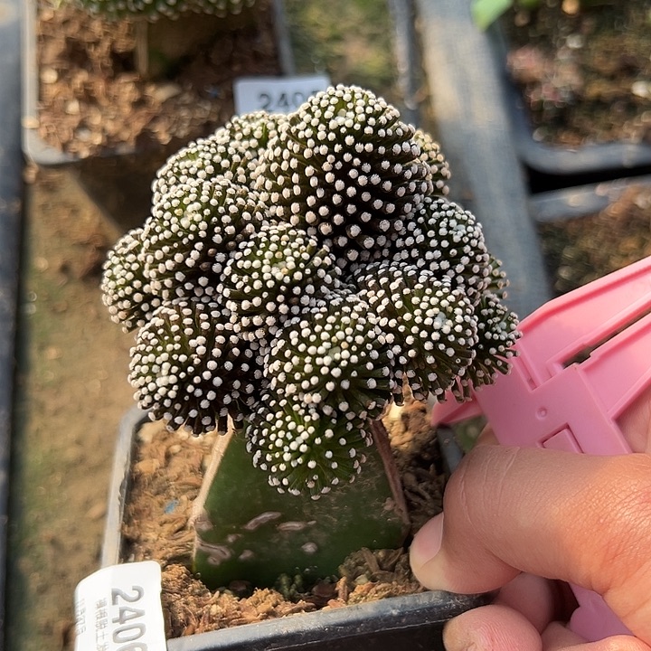 2406号三角嫁接松针牡丹