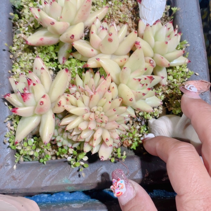 魔***儿多肉植物的多肉植物是