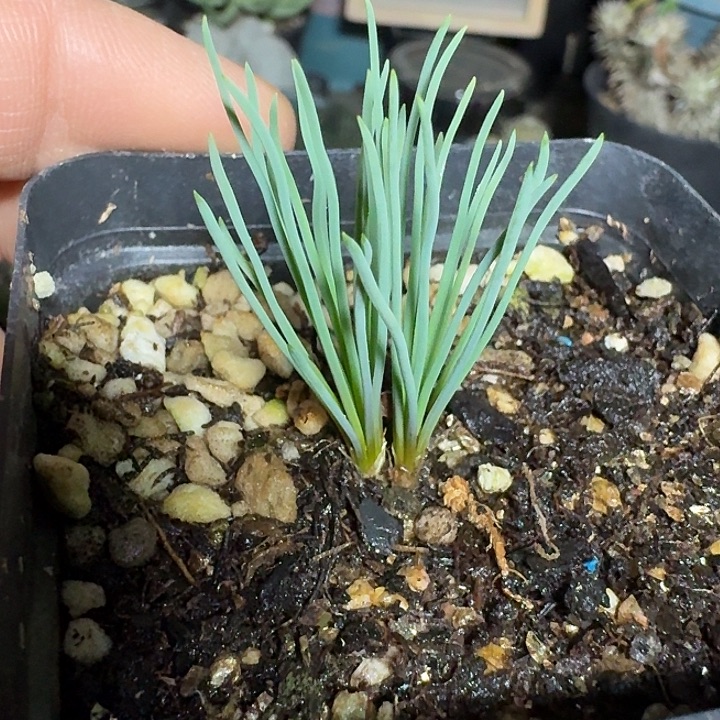 122方便面弹簧草带盆发货