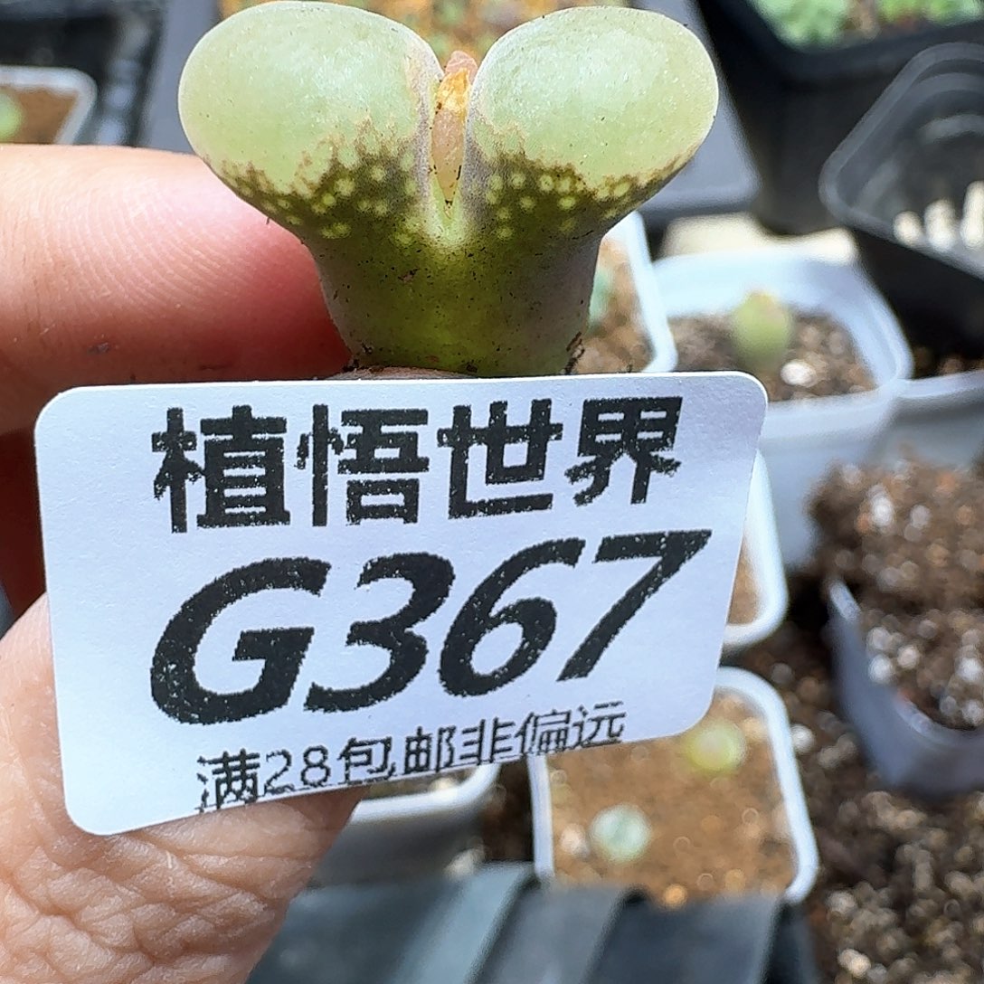 多肉植物的都是fvbb