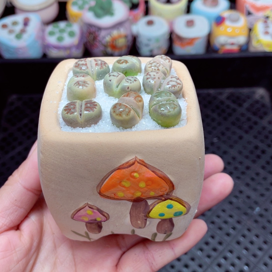 w3507 -零下地区拍保温箱-15支持寄养