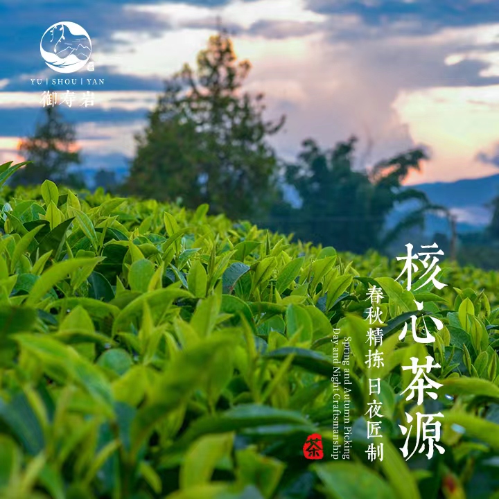 【茶礼套餐】金金备用链接cp