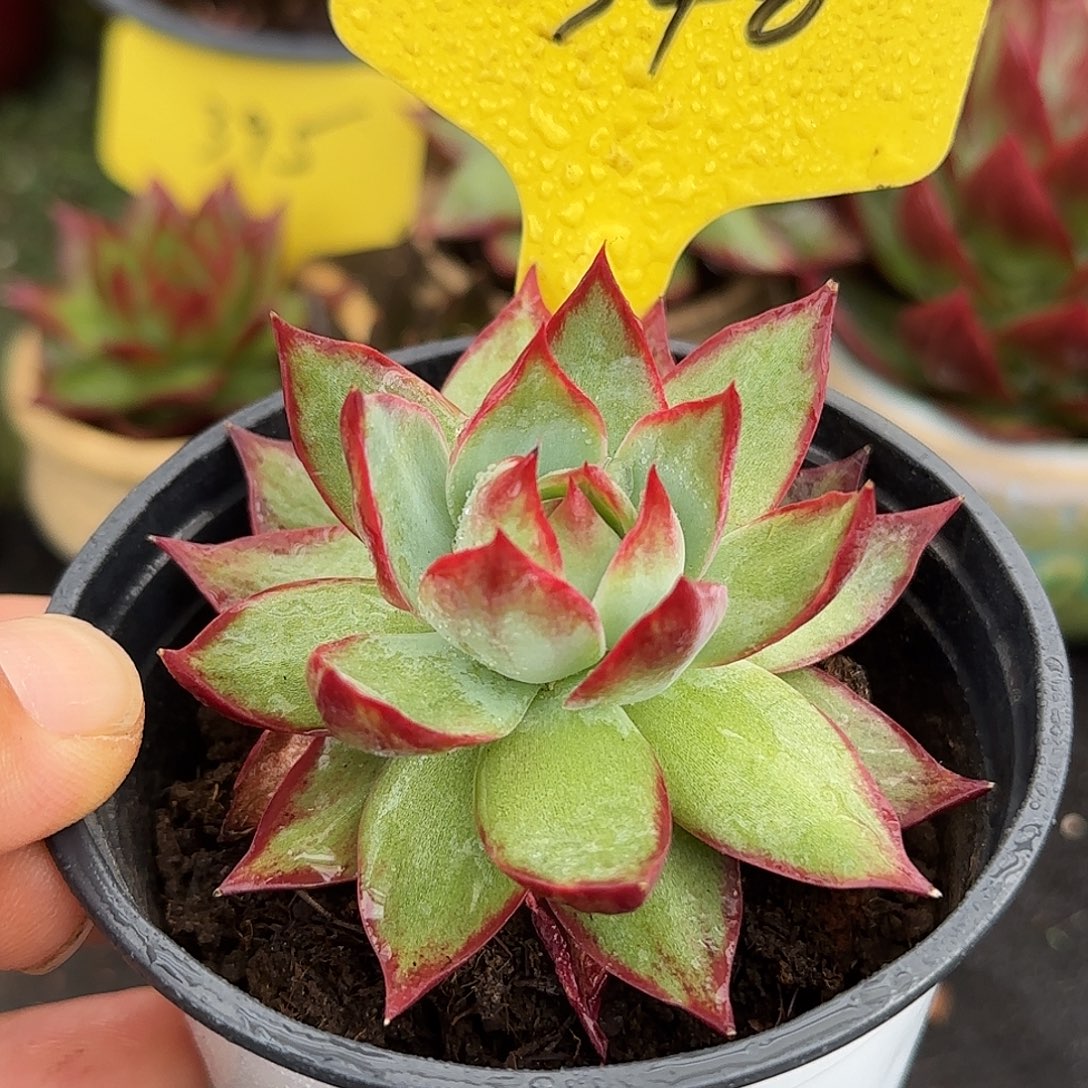 惊鸿一物一拍包装收缩花旱冰340