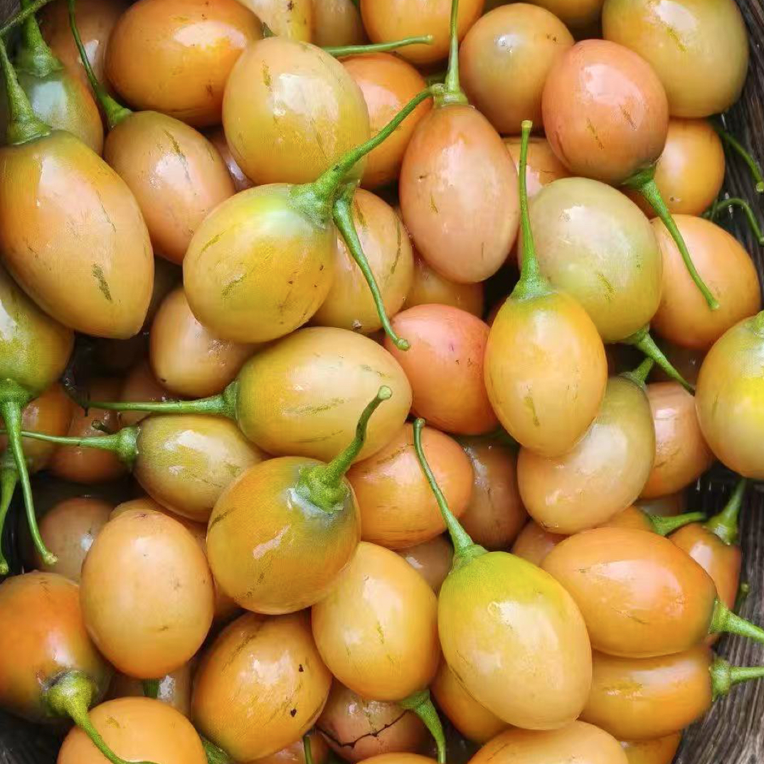 云南大树番茄傣家美味现摘现发 可荤素搭配，做任何调料嘎嘎香