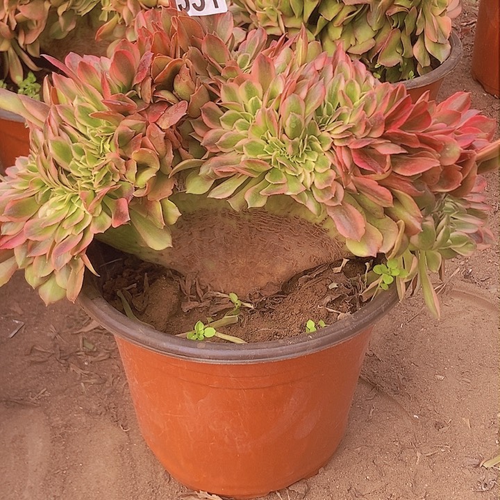 331香妃扇形整板缀化