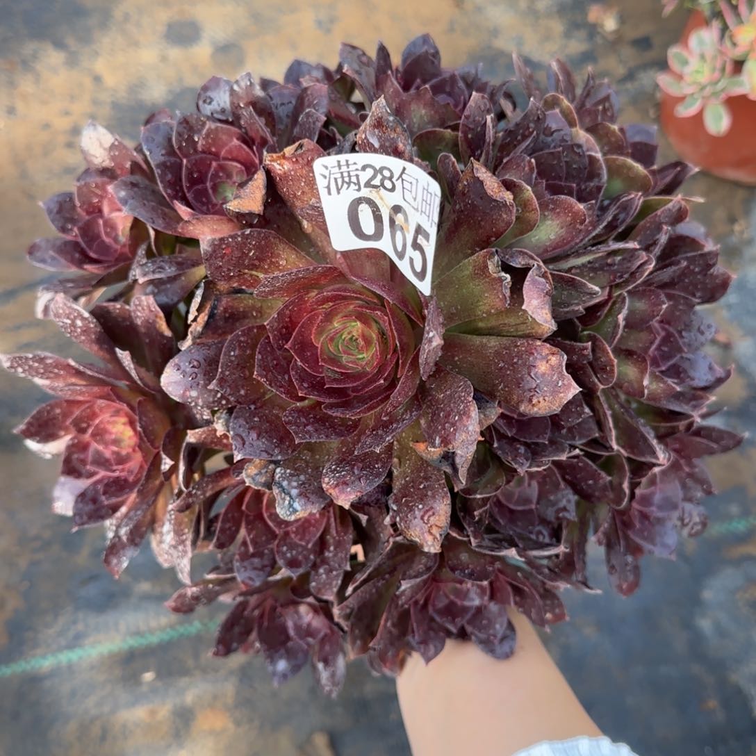 黑魔多肉065满28包邮断枝不包瑕疵