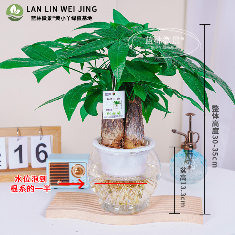 【水培发财树】室内盆栽（30~35cm）客厅桌面绿植花卉装饰品新手绿植