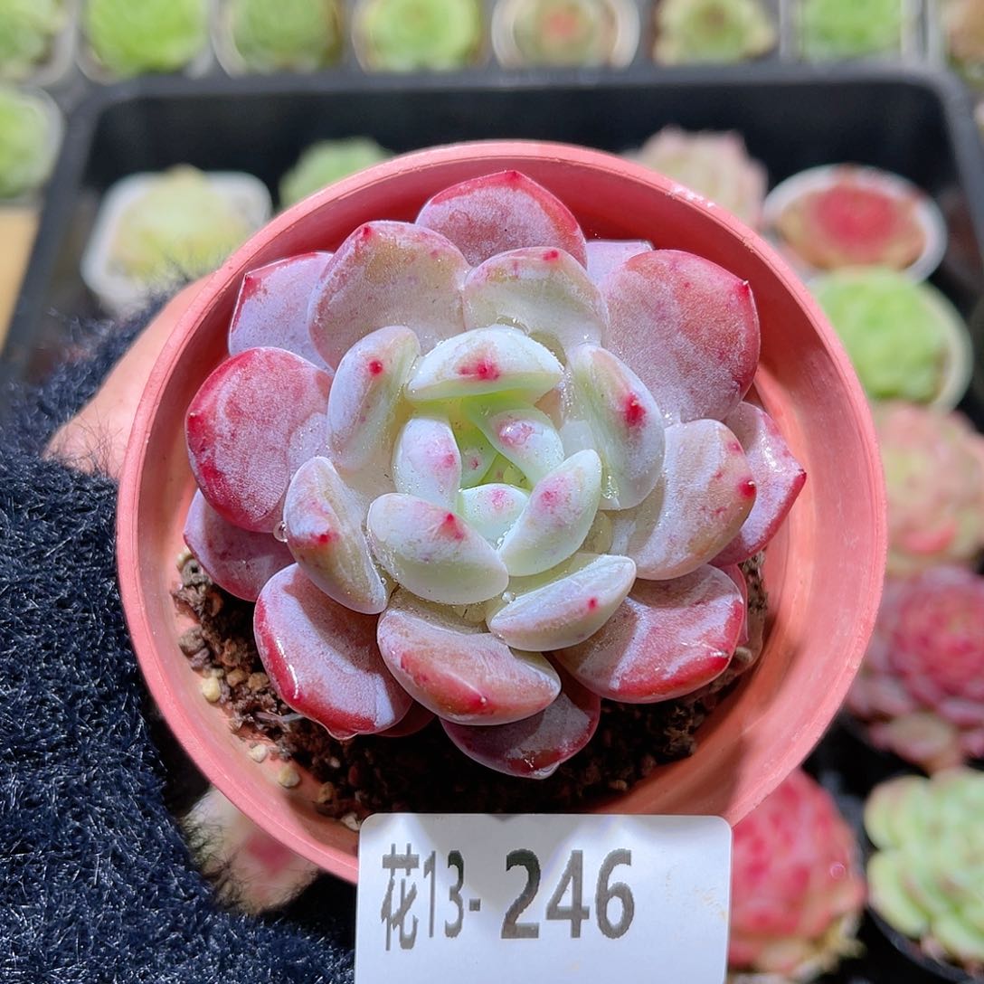 花利美13-246橙梦露