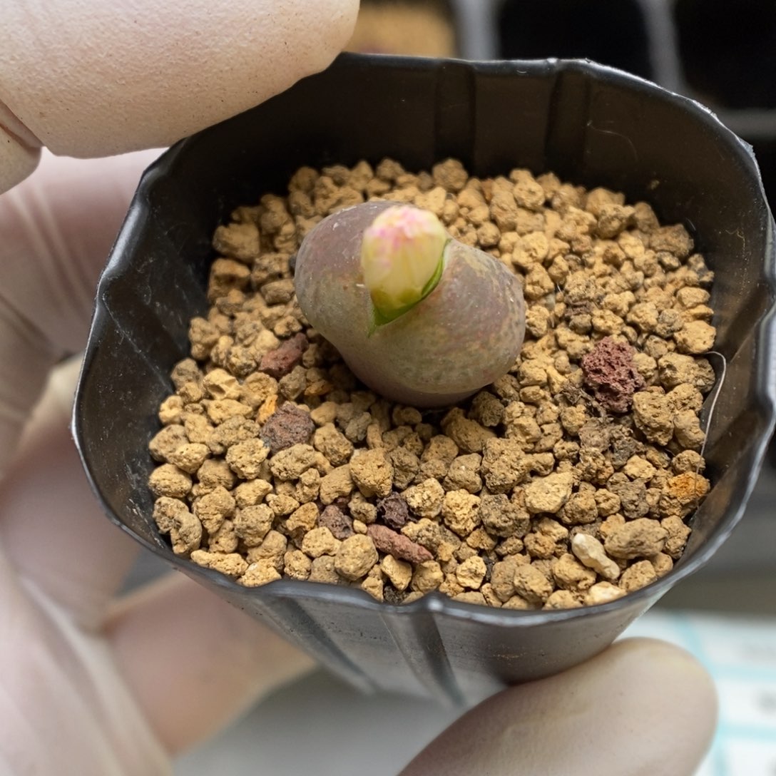 多肉植物肉锥杂交K-969