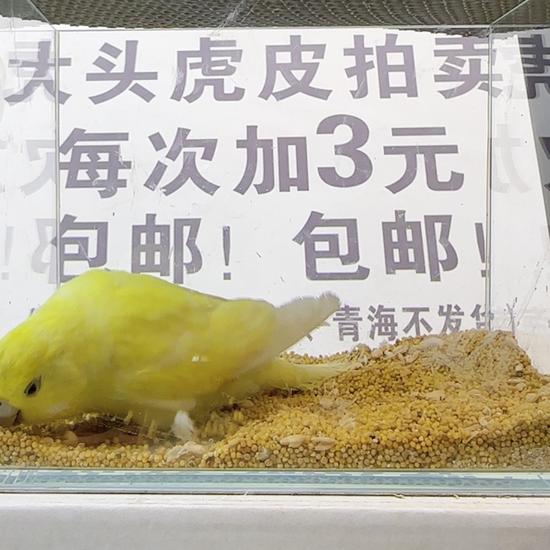 虎皮鹦鹉大头鹦鹉