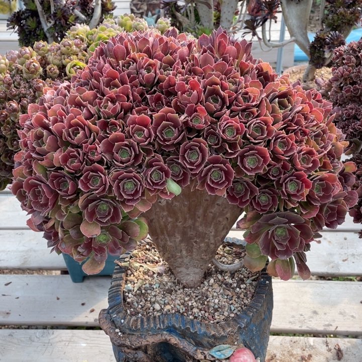 多肉植物提取精华