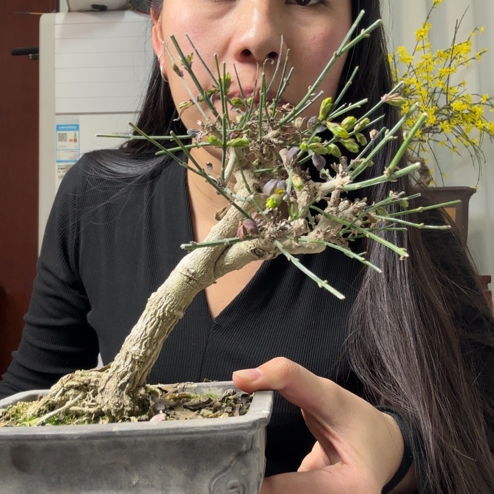 过***天盆景等花卉品种繁多和各种