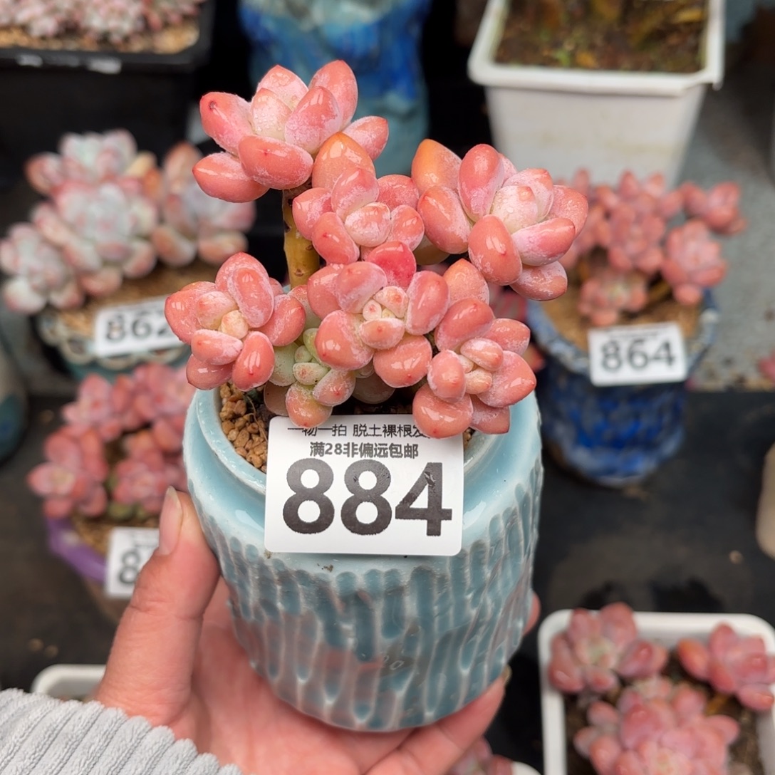 红洛神无盆土发货