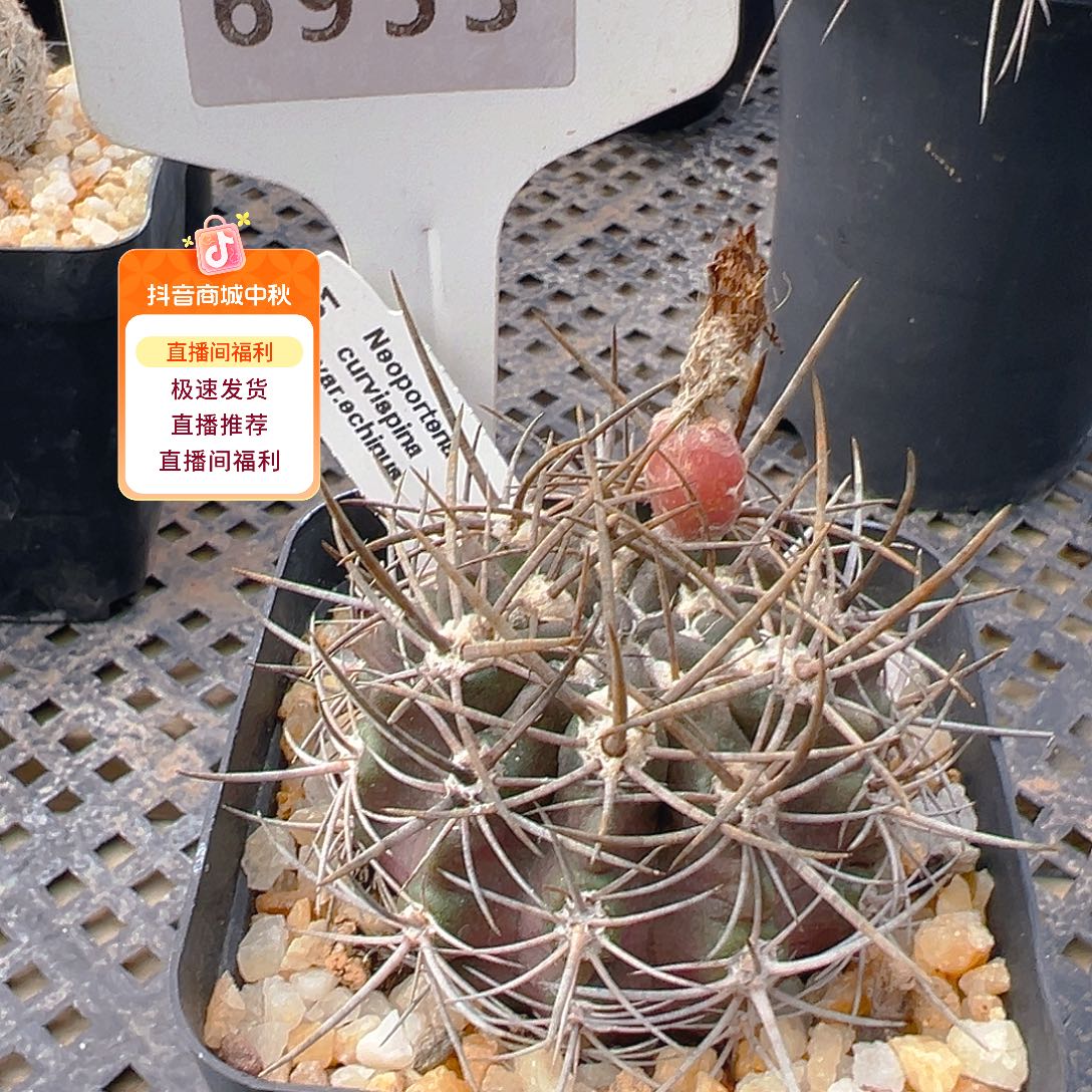 6953 仙人球实生裸根发货