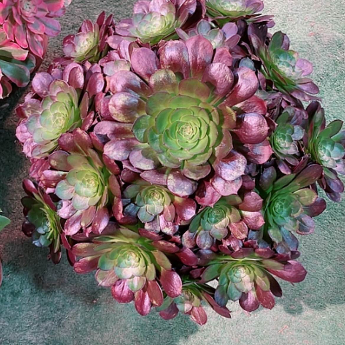 【闪购商品】法师好看也好养赤焰