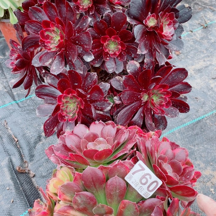 多肉植物组合381