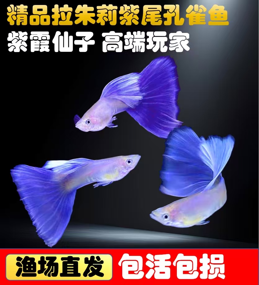 拉朱莉紫尾孔雀鱼紫色孔雀鱼稀有特殊品种活体观赏鱼热带鱼
