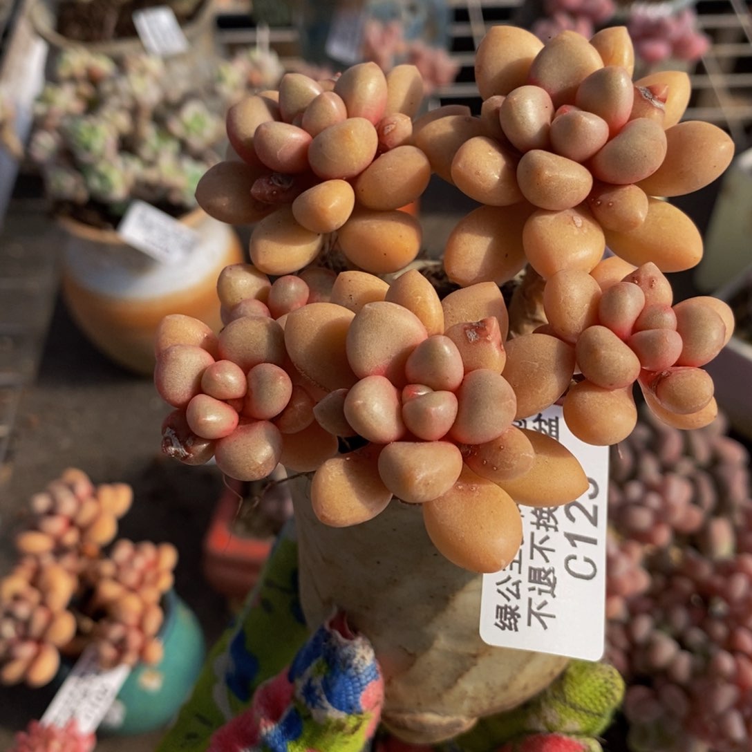 先锋派123/8cm的肉