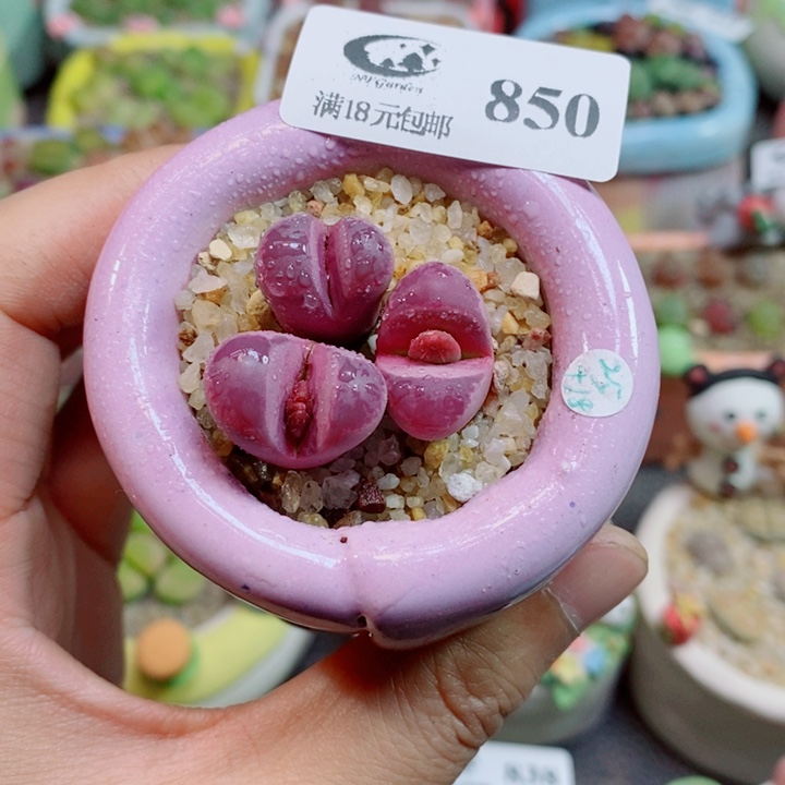 美丽的生石花花花850