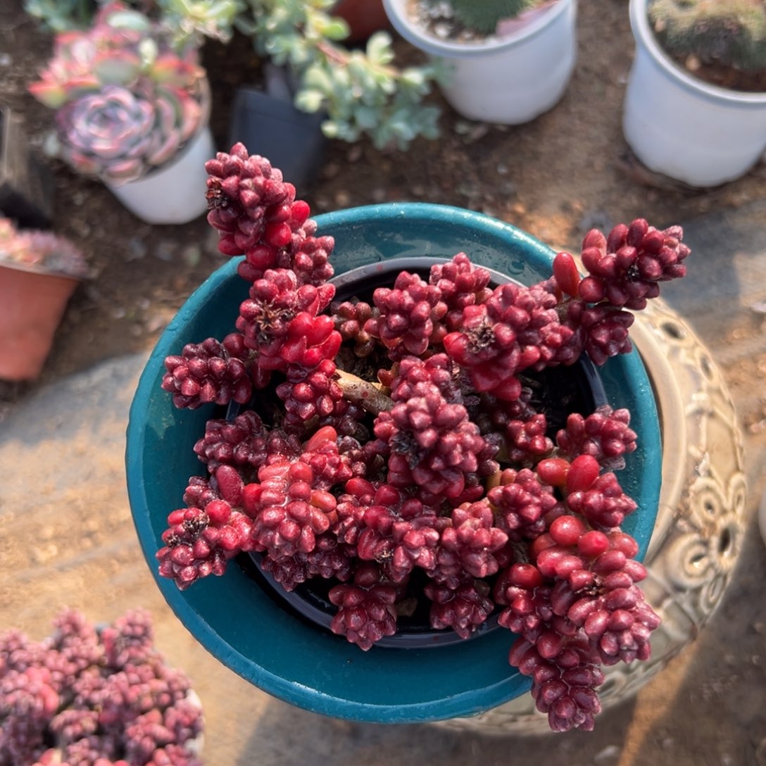 哦哦兔植物中央音乐学院