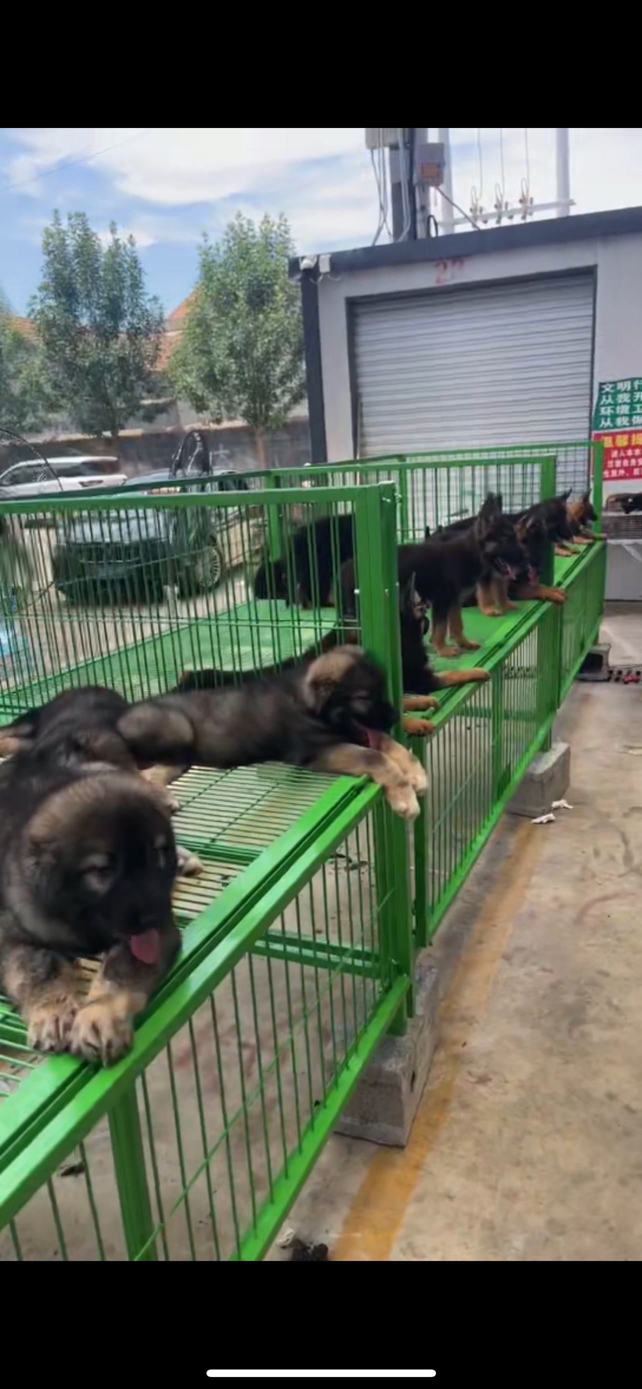 精品狗笼蓝色绿色马犬黑狼适用通用折叠钢筋角铁室内室外