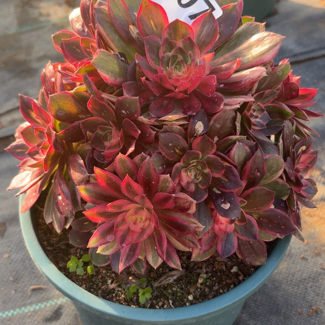 207黑膜锦多肉植物福利