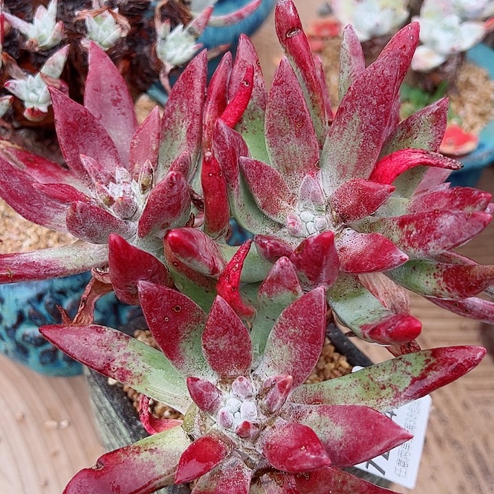 8497初霜苹果叶仙女杯多肉