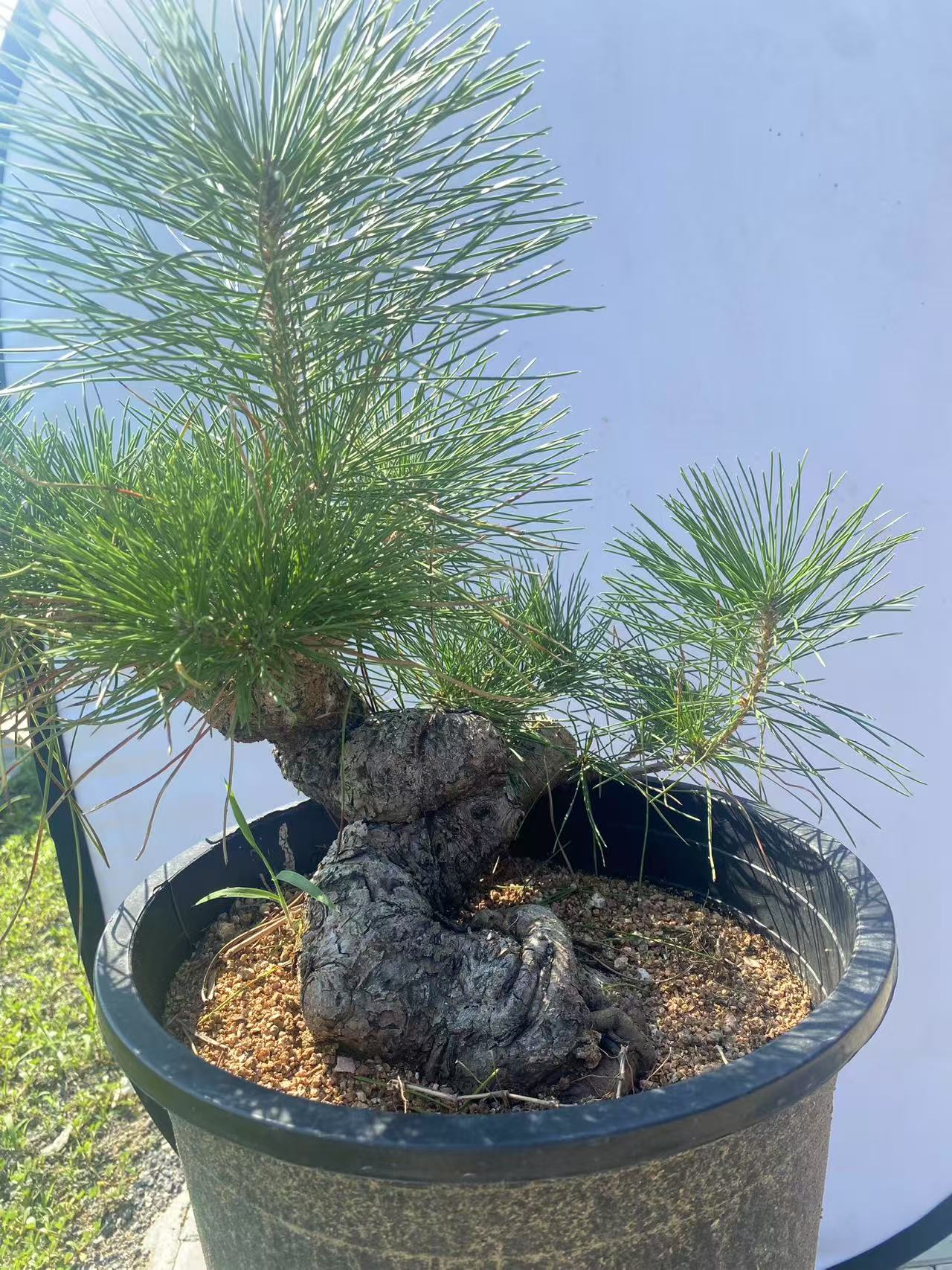 优选精品小微盆景