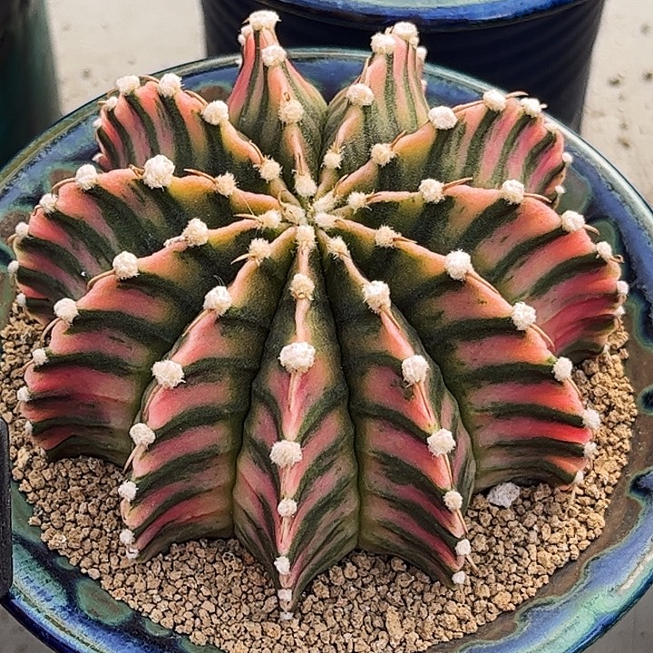 泰系美纹肋骨锦一物一拍09