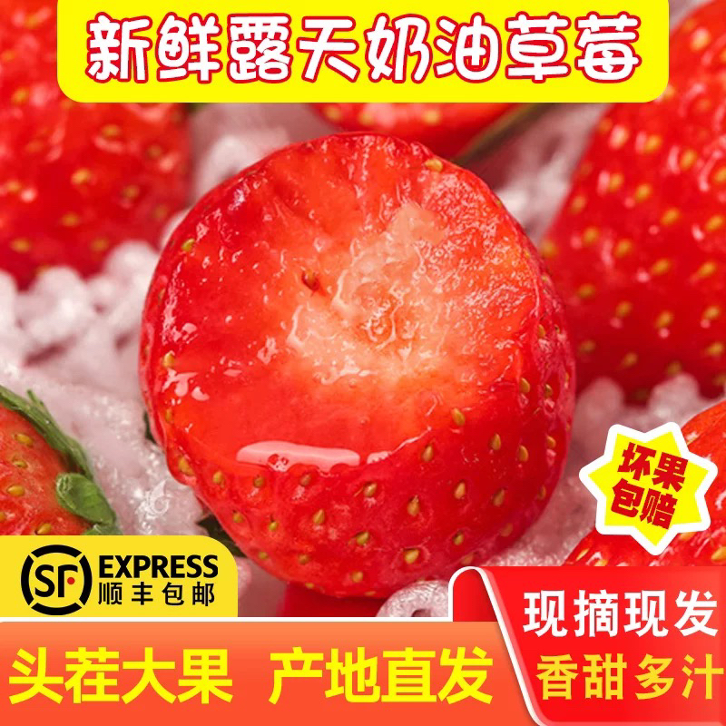 小二【顺丰包邮】大凉山露天草莓新鲜现采现摘奶油孕妇水果非99丹东