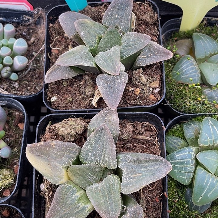 磨面寿带盆土发货