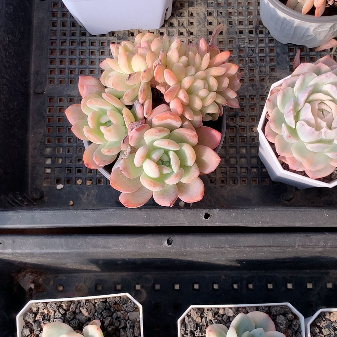 全明星缀化多肉植物