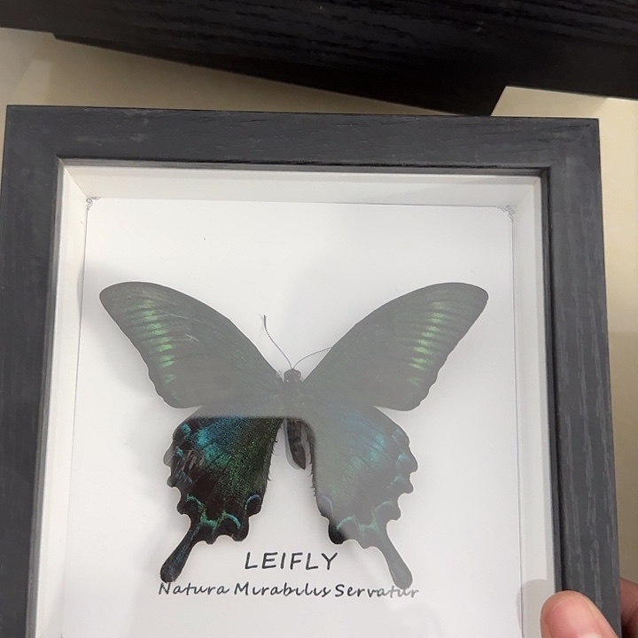 黑框192绿带蝴蝶蝴蝶