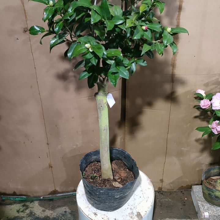 02橙色珍宝，原盆原土发货，不包邮