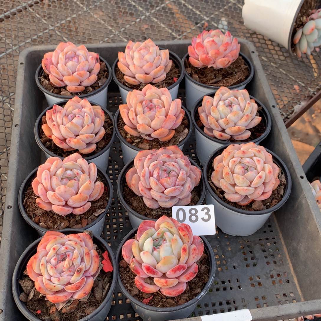 083橙子多肉植物组合