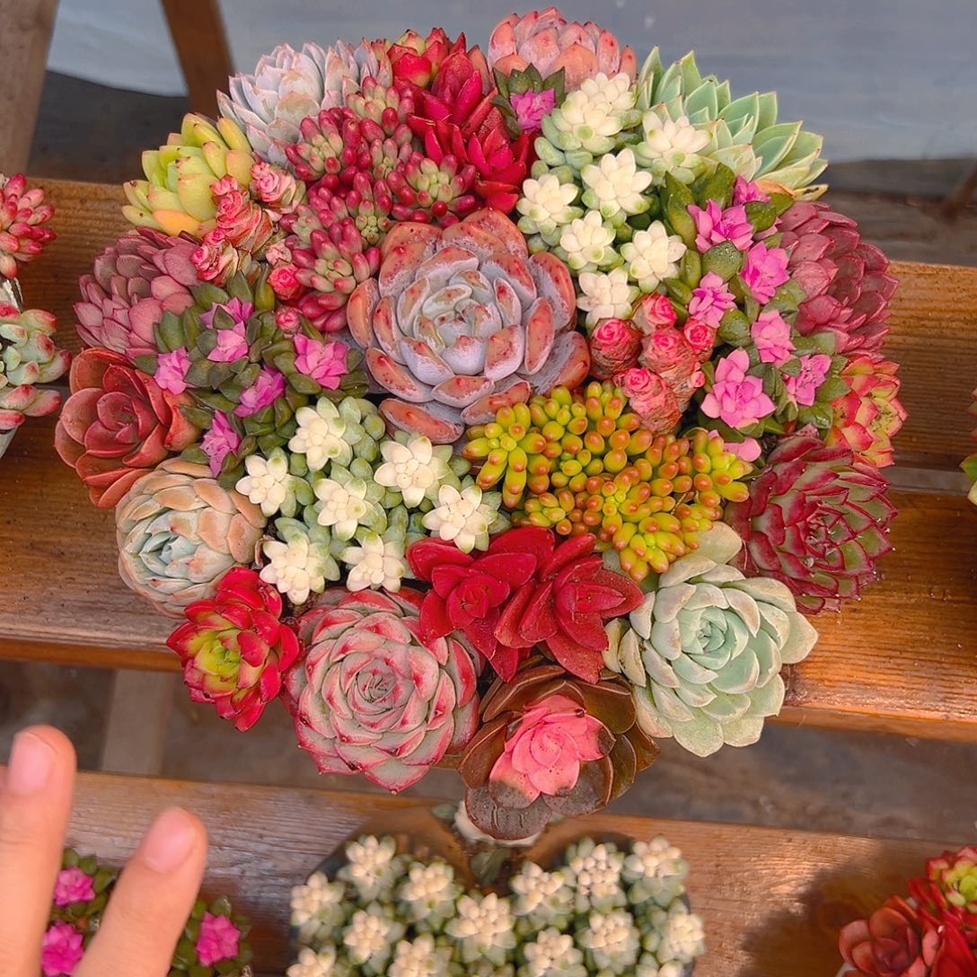 金玉肉肉多肉组合花园