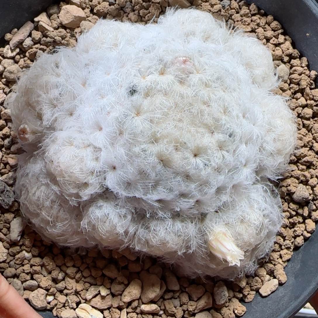 354实生日系输入鹤立羽白星。多肉7.8厘米