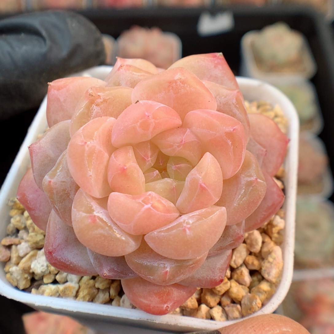 多肉植物。 糖心10