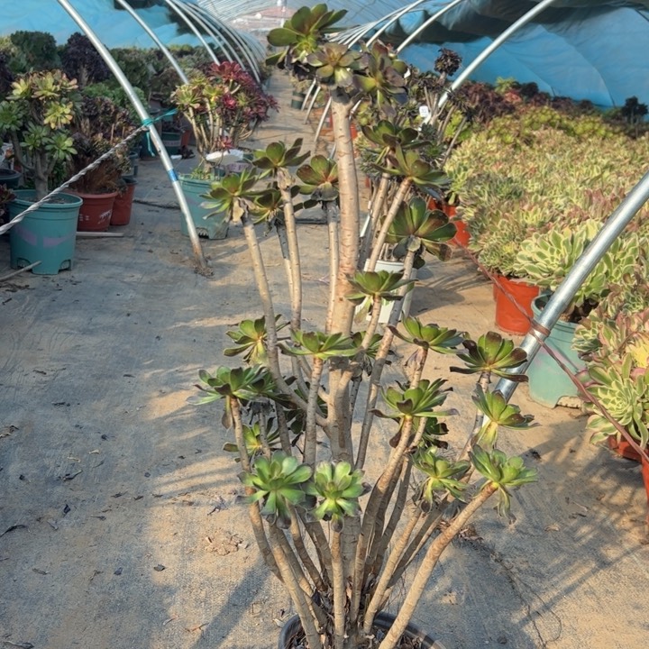 68灰法师多肉多肉多肉多肉