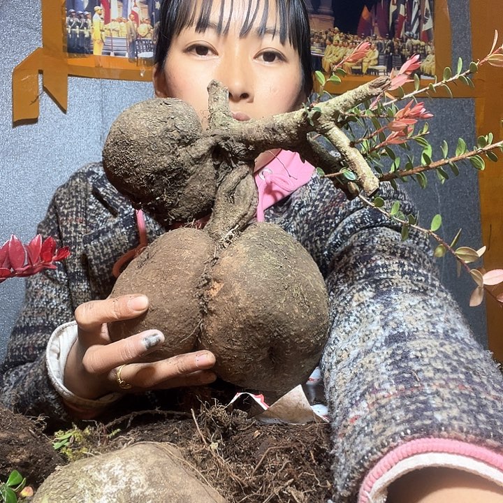 红花五钱五个叶黄素