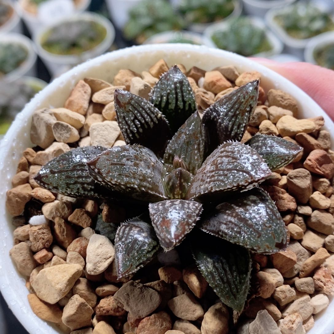 实生寿玉露多肉植物
