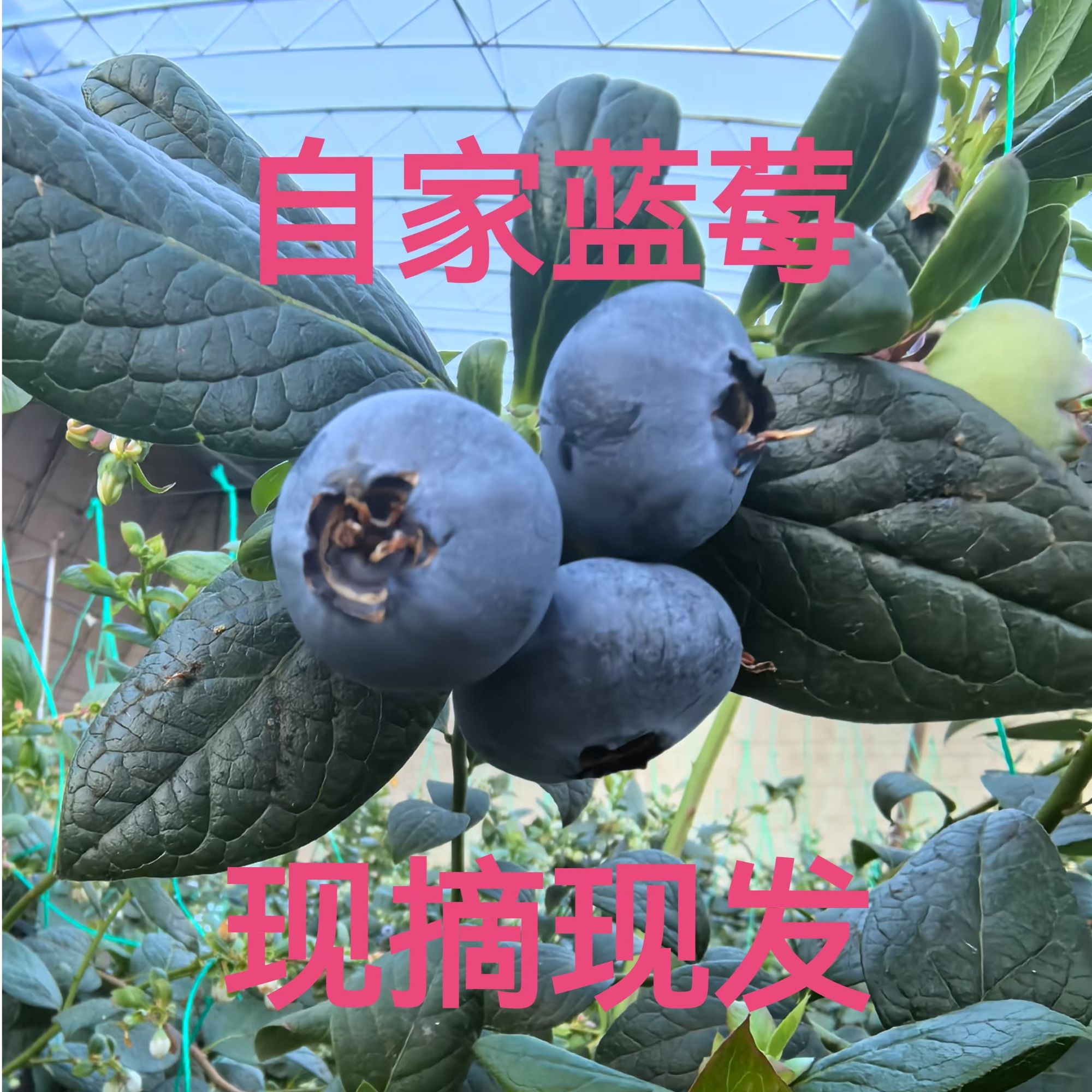 自家L25蓝莓，现摘现发，顺丰快递，1单也是批价（省外拍）